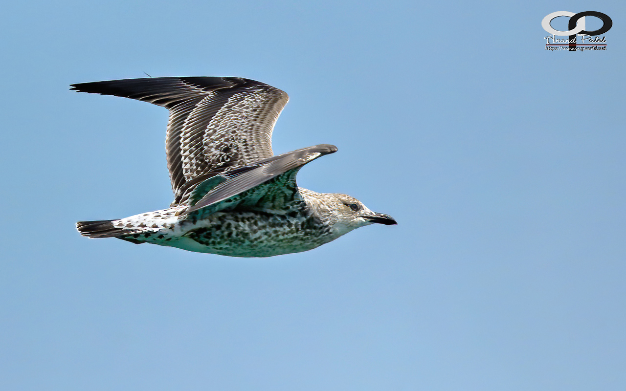 Lesser Black-backed Gull